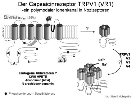 Schaubild: Capsaicin-Rezeptor