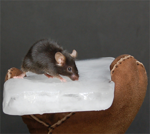 genetisch veränderte Maus
